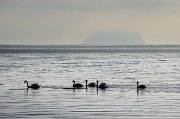 Avšak zase obivujeme tajemný ostrov Ailsa Craig, který se z moře noří jako hřbet mořské příšery.