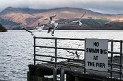 (17.11.2014)K největšímu skotskému jezeru Loch Lomond se vypravuji již podruhé, tentokrát v doprovodu kamaráda Ondřeje s cílem zdolat vyhlídkový kopec Beinn Dubh.