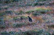 Z travnatých strání po nás pokřikují skotští bělokurové rousní (Lagopus lagopus scotica).
