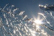 Malátné zimní Slunce již nemá sílu led roztavit. Přesto svým jasem rozzáří ledové krystalky tisíci malými slunci. Mimochodem, najdete v ledu delfína/draka?