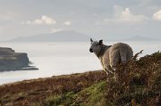 Ovce se na tu krásu také nemůže vynadívat... : Skotsko, Skye
