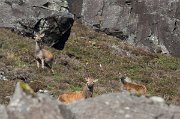 Je to mladý jelení samec se svým harémem - 9 laněmi a 1 kolouchem. Jakmile nás spatřil, začal podrážděně štěkat. Chester byl naštěstí pevně na vodítku, přesto jsme se snažili neprovokovat. : Skotsko, Skye