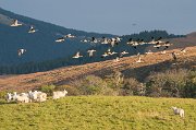 ...a hejno divokých hus, kejhajících při přeletu nad stádem ovcí. : Skotsko, Skye