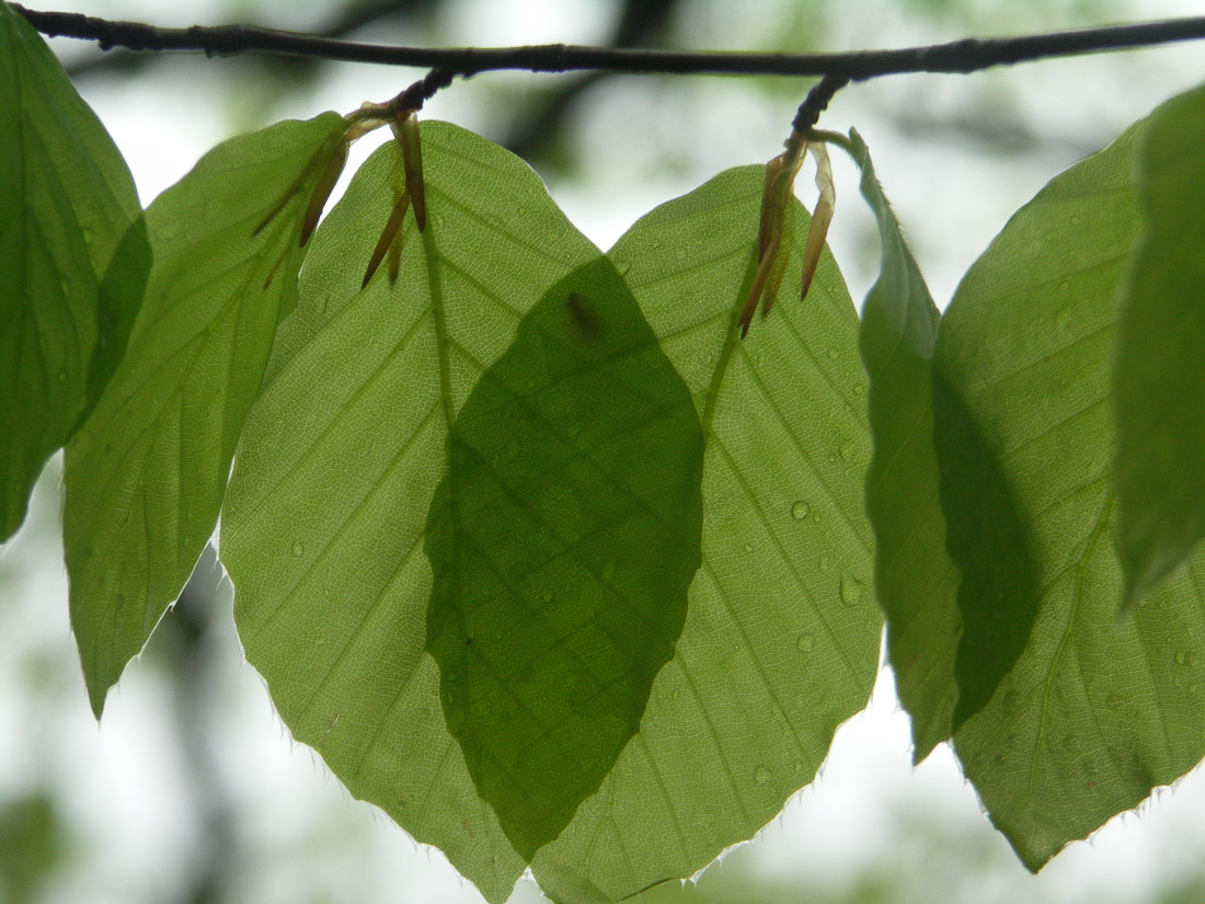 I takto může vypadat prvomájová příroda. Deštivá, ale krásná.